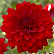 Dahlia Dcoratif  'Abba'